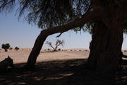 Rub al-Khali, Oman, Dhofar