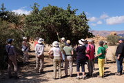 Argan-Baum, Marokko