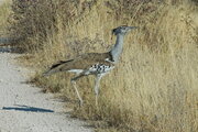 Riesentrappe im Etosha Nationalpark, Namibia