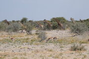 Giraffen und Springböcke im Etosha Nationalpark, Namibia