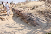 Fossiler Baumstamm im "Versteinerten Wald" (Petrified Forest), Namibia
