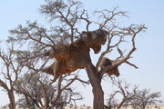 Webervogelnest, Namibia