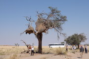 Webervogelnest, Namibia