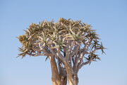 Köcherbaum