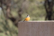 Vogel in Namibia