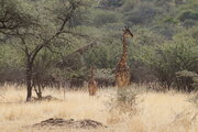 Giraffen, Namibia