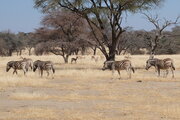 Zebras und Springböcke, Namibia
