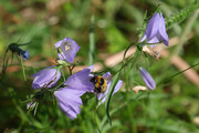 Glockenblumen und Hummel